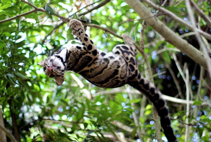 Дымчатый леопард (Clouded leopard) - Дерево, Большие кошки, Хищник, Дымчатый леопард, Семейство кошачьих, Дикие животные, Фотография