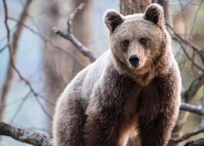 A connecting rod bear appeared near Moscow - The Bears, Brown bears, Moscow region, Wild animals, Animal Rescue, Red Book