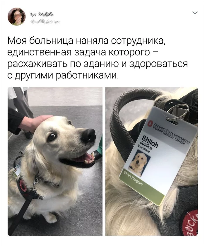 We are not surprised by this - Balabol, Idleness, Dog, Screenshot, Twitter