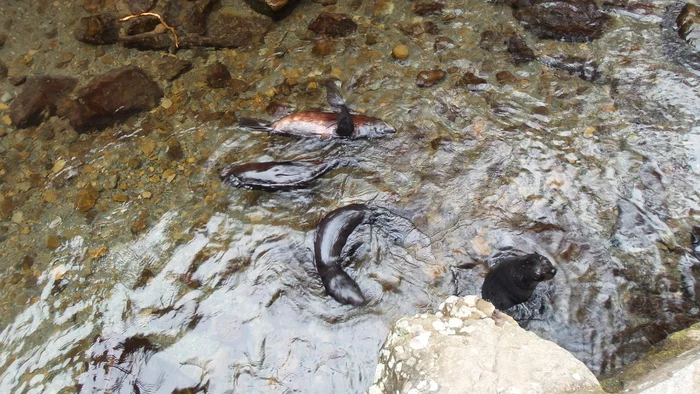 The fun life of New Zealand sea kittens - My, Travels, Fur seal, New Zealand, Positive, Video, Longpost, Young, Animals