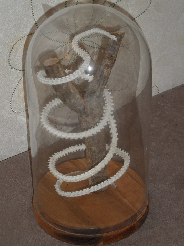 le serpent d ocean история