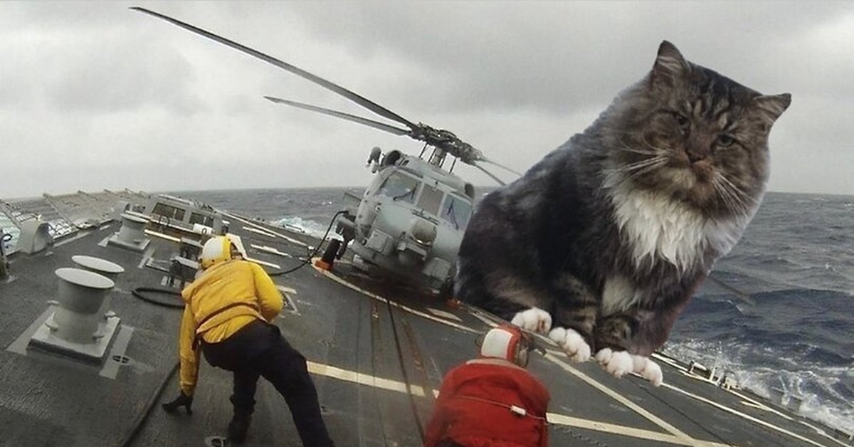 Котики вертолетики купить. Котовертолет. Котик на море. Коты в вертолете. Кошачий вертолет.