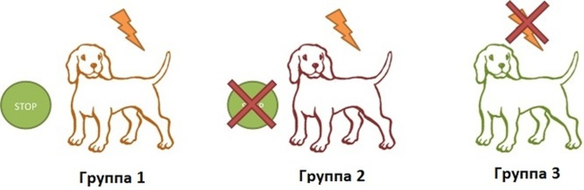 Признаки и лечение выученной беспомощности у собак