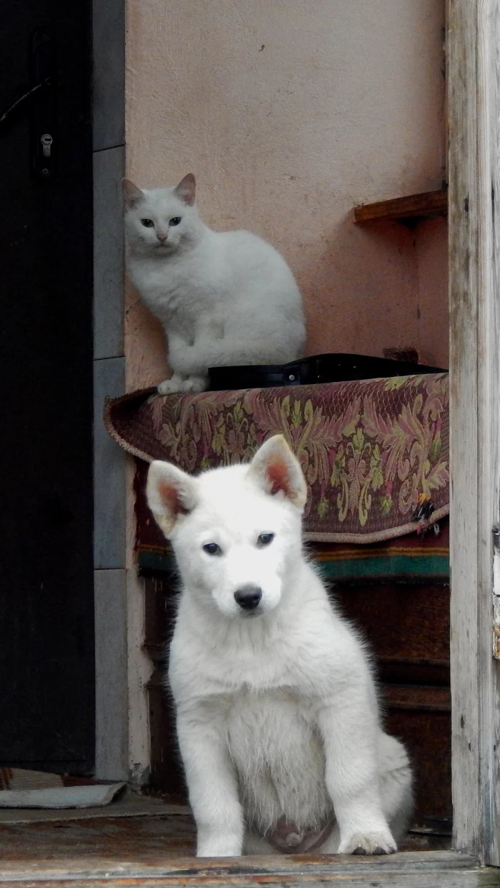 Sweet couple - My, cat, Dog, Alcove, Village, The photo