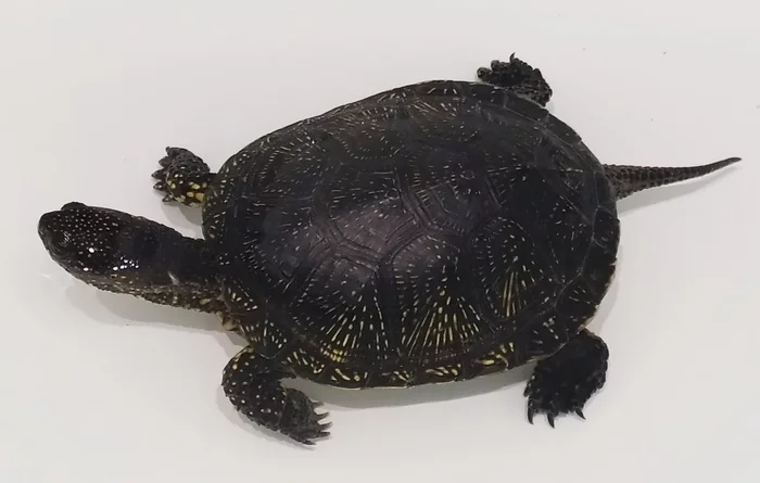 Need information about turtle - My, Turtle, Animals, Question