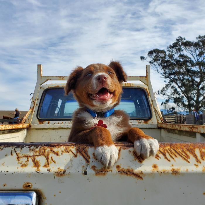 Someone's first day at the ranch - Dog, Puppies, Auto, Smile, Facial expression, Ranch, Milota, From the network