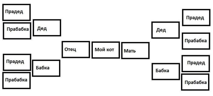 Родословная мейн кун образец