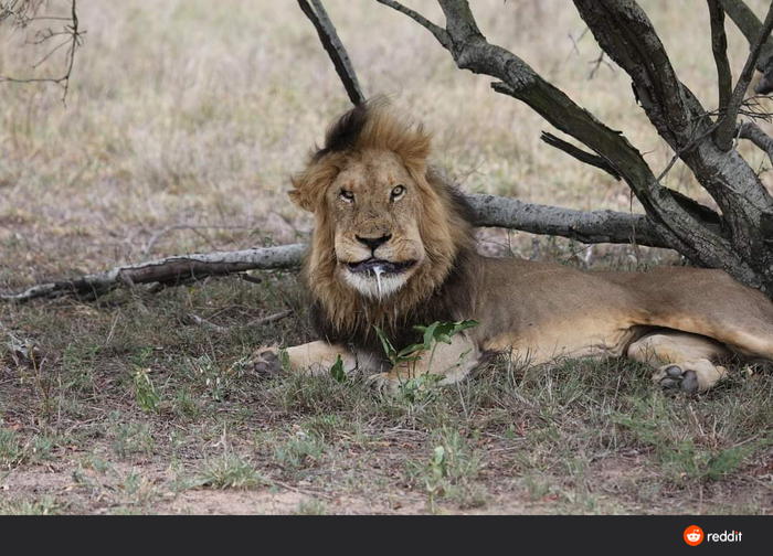 С опухшей мордой, укусила змея