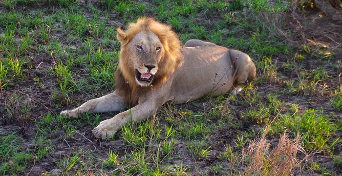 a lion - My, Africa, Tanzania, a lion, Safari, Animals, Travels, Adventures, The photo, Longpost