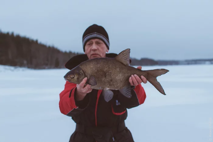 Trophy bream for pasta. Distribution at the beginning of the winter season - My, Bream, Winter fishing, Fishing, Mormyshka, Video, Longpost