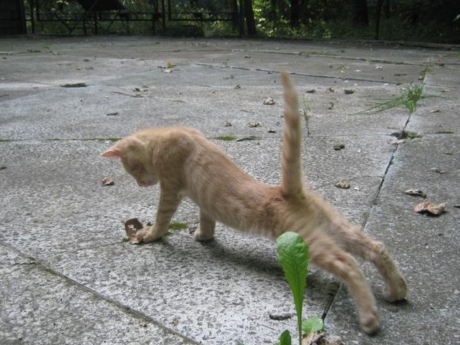 Get ready to exercise! Stretch your paws, stretch - cat, Puffs, Paws, Charger, Longpost