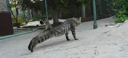 Get ready to exercise! Stretch your paws, stretch - cat, Puffs, Paws, Charger, Longpost