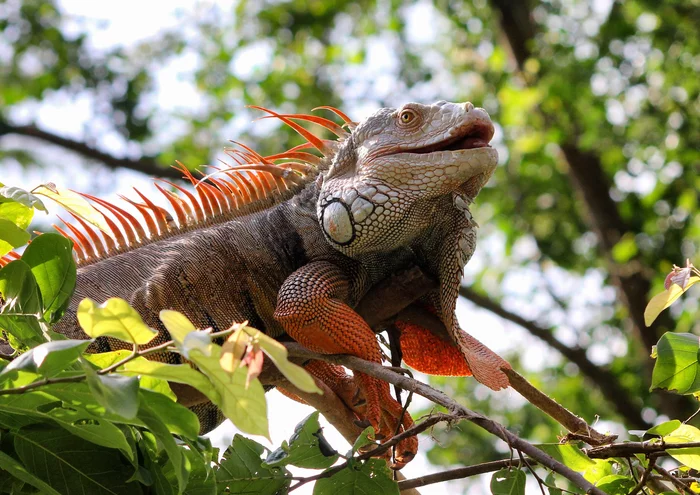 common iguana - Iguana, Green Iguana, Lizard, Sacred animal, Esculent, National cuisine, America, Longpost