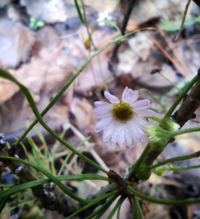 Snowdrop - My, Nature, Flowers, December, A life, freezing, Cold