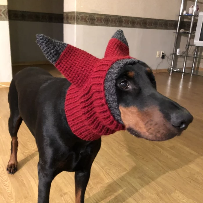 Doberman hat #2. This time it's two-color, there wasn't enough yarn - My, Doberman, Clothes for animals, Cap, Funny animals, Cold, Longpost, Dog, Needlework without process, Knitting