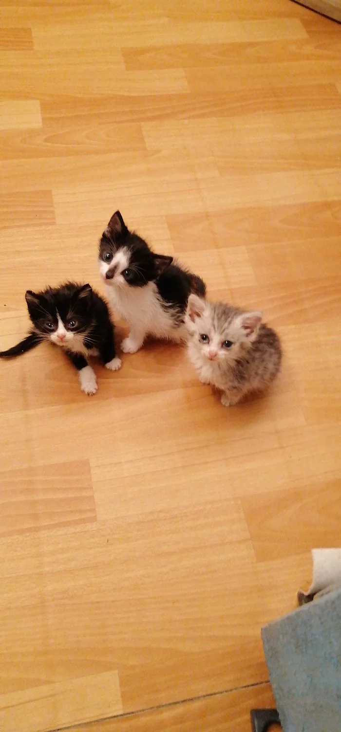 My kittens - My, Milota, cat, Kittens, Longpost