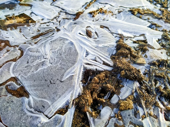 The world under your feet after the frost - My, Moss, Frost, Winter, First days, The photo, Photographer, Nature, Plants, , Thuja, Longpost