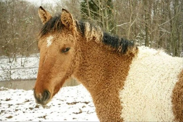 1 hp - Horses, Transbaikal Curly Horse, Sight, Horsepower