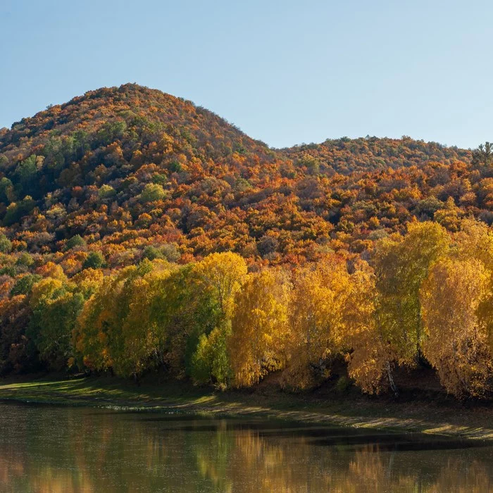 Autumn forest - My, Autumn, Forest, The nature of Russia, Autumn leaves