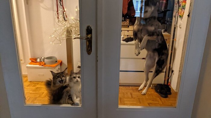 San, open up, this is not funny anymore... - cat, Strange humor, Pets, Dog