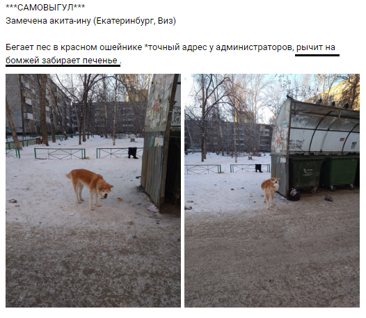 Dog VS Homeless - Dog, Yekaterinburg, Bum