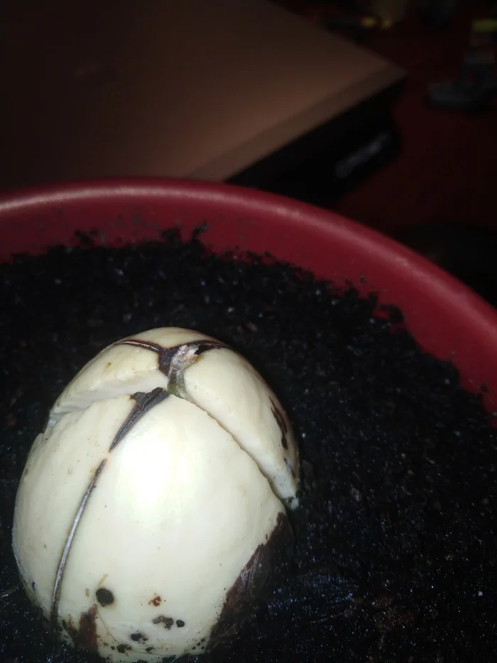 Help with avocado germination - My, Avocado, Gardening, Germination