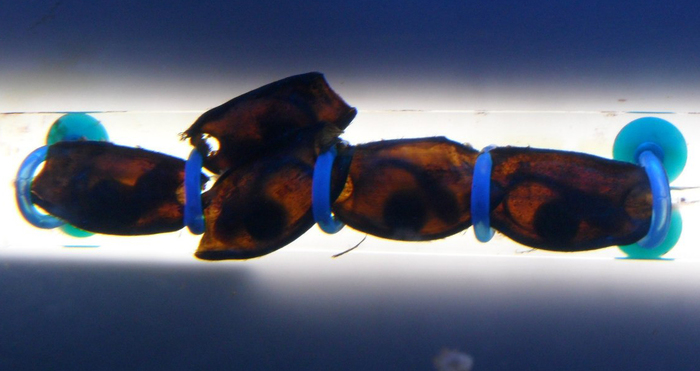 Скоро они явятся миру