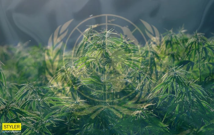 UN votes to remove cannabis from list of particularly dangerous drugs - news, Drugs, UN, Marijuana, Medical Cannabis, Longpost