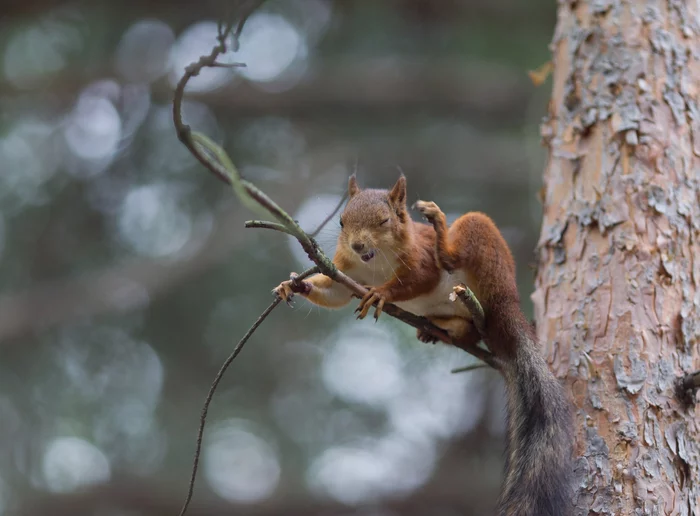 Scratchies on a branch) - Squirrel, Wild animals, wildlife, Arkhangelsk region, Severodvinsk, Jagry, The national geographic, The photo, Milota