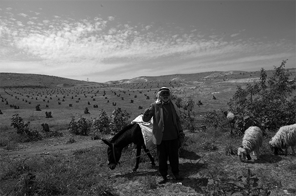 Portrait Jerusalem Old and New - My, Portrait, Jerusalem, Longpost