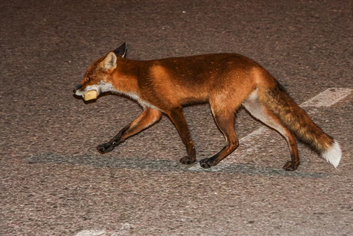 Fox and cheese - Fox, Cheese, The border, Wild animals, Handouts, Beggars, The national geographic, The photo