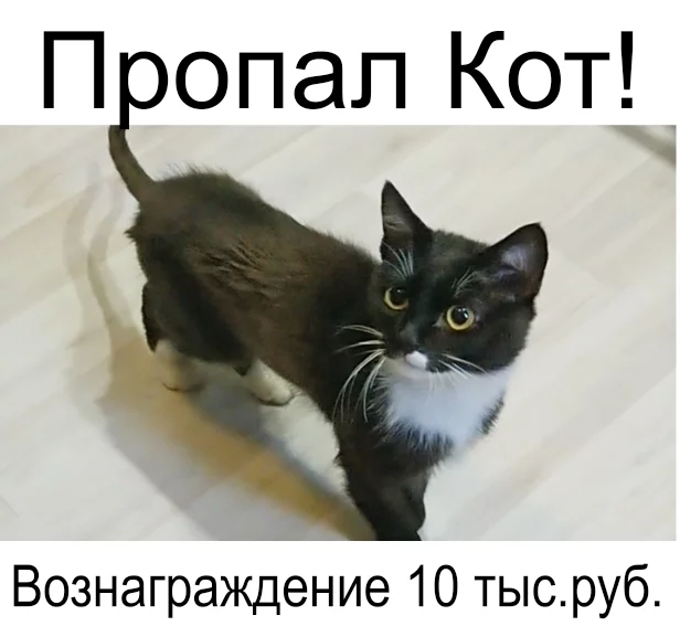 How I searched for the Cat... - My, Kostroma, cat, The missing, Search for animals, Reward, Longpost, No rating