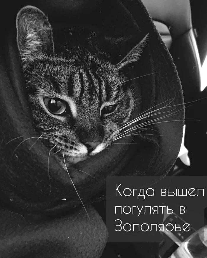 Southern Urals - Far North. About veterinary clinics - My, Kirovsk, Arctic, Apatity, cat, Vet clinic, Relocation, Far North, Real life story, Longpost