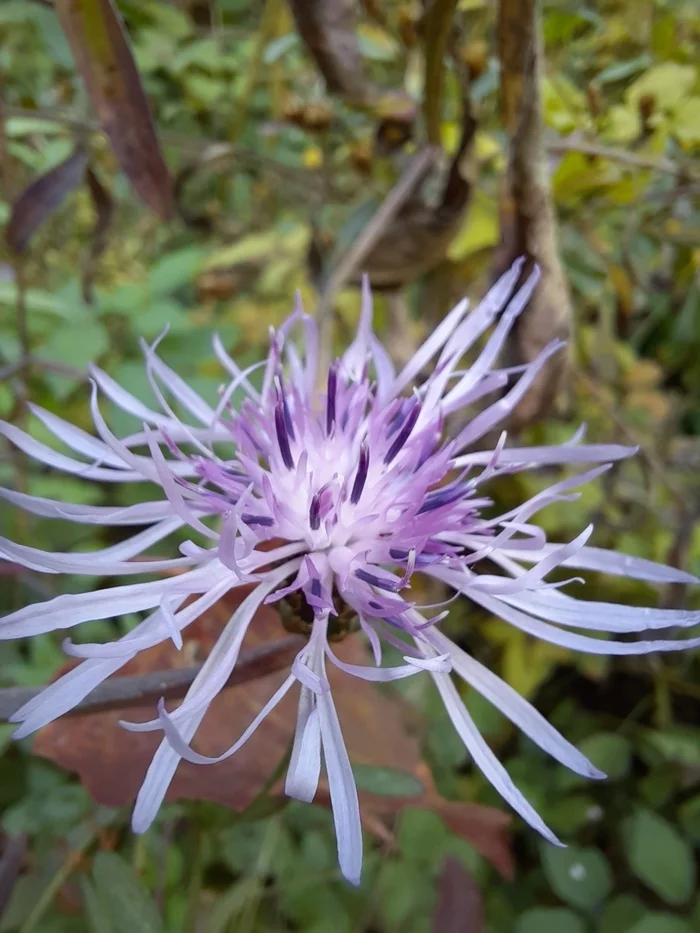 Good morning - My, Morning, Stone flower, Flowers, Mood