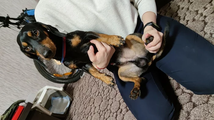 A dachshund was found on the Turgoyak highway in Miass - My, Miass, Lost, Dog, Dachshund, Chelyabinsk region, No rating, Found a dog