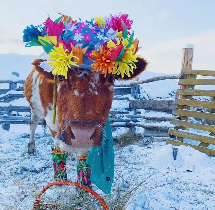 A beauty contest among cows was held in Yakutia - Beauty contest, Cow, Yakutia, Churapcha, Longpost