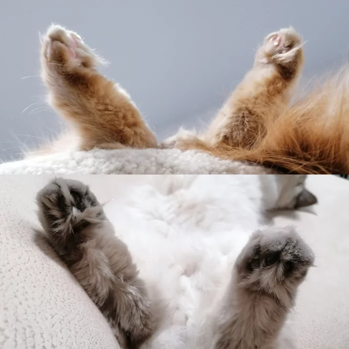 V for Vweekend - My, cat, Siberian cat, Neva Masquerade, Weekend, Relaxation, Paws