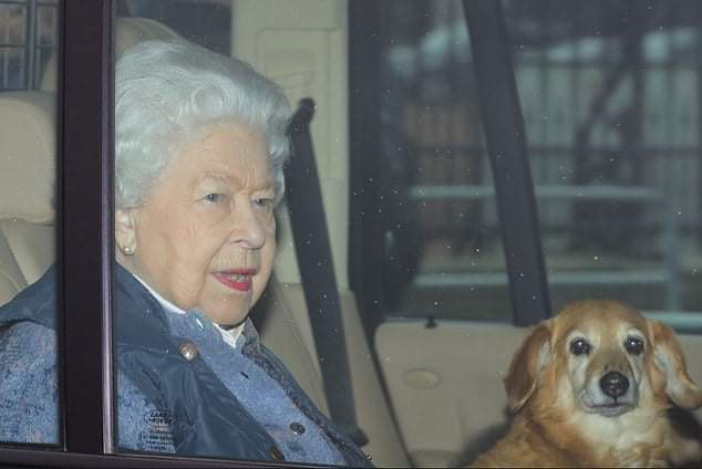 I decided not to take any more - Images, Queen Elizabeth II, Dog