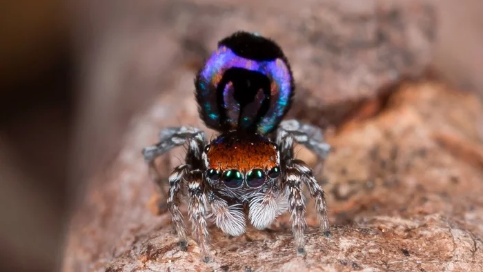 13 most interesting and amazing spiders - Animals, Spider, Nature, The photo, Text, Facts, Picture with text, Longpost