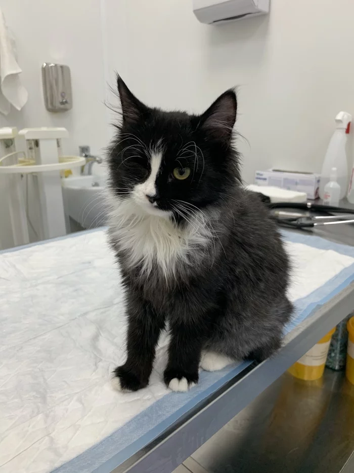 Animalrescueed's answer to “Our baby, for whom we have been fighting for the second week, has received tests. VIC. We don’t know what to do. There is no more strength - My, cat, Kittens, Homeless animals, Animal Rescue, Pet, Fluffy, Veterinary, Treatment, Pets, Animals, Reply to post, Longpost