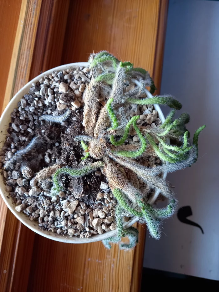 What to do with a cactus? - My, Cactus, Plants, Longpost