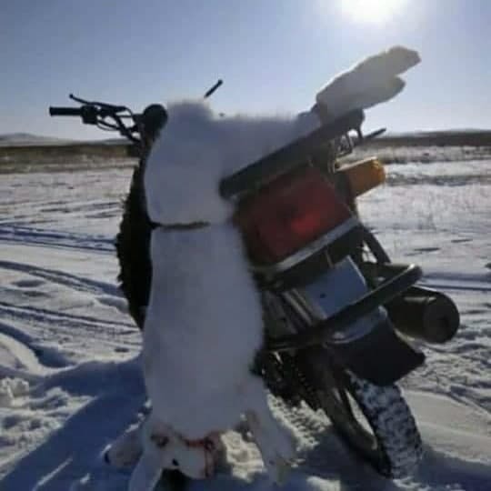 Hunting of the Yakut direwolf and dire hare - Hare, Wolf, Yakutia, Longpost