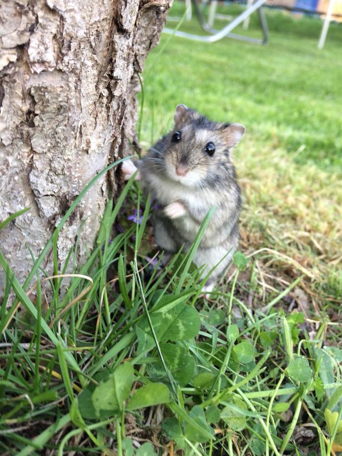 Hamster Barin - My, Milota, Hamster, Dzungarian hamster, The photo, Pets