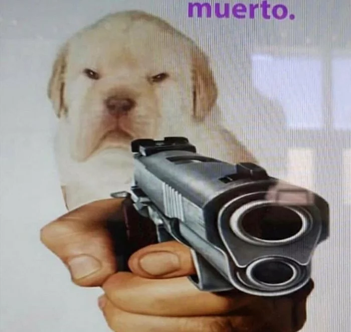 Muerto - Dog, Memes, Spanish language, Test, Tags, Проверка, 124, thirteen, Tag