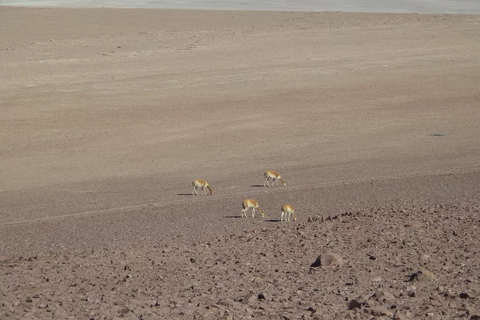 Latin American checkmark - farewell to the Altiplano (05.12.1019) - My, Travels, Tourism, South America, Video, Longpost, Series Latin American Tick 20192020