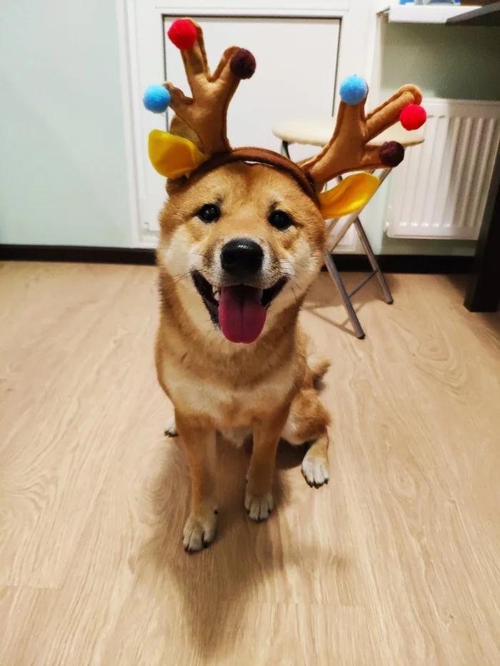 The holiday comes to us) - My, Shiba Inu, Pets, New Year's mood, New Year, Longpost, Dog