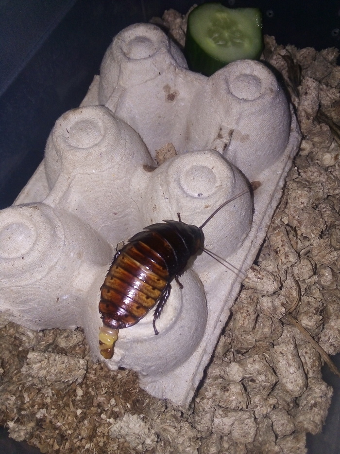 Размножение мадагаскарских тараканов