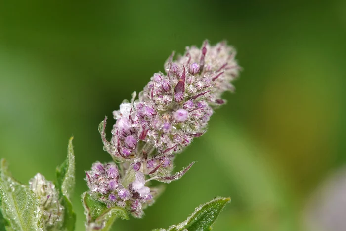 Blooming mint in drops of dew.Macro - My, Macro photography, Mint, Dew, Summer, Bloom