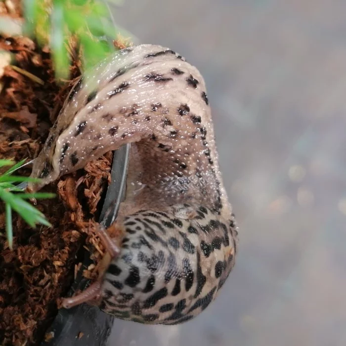 Big roadside slug - My, Slug, Mobile photography, Nature