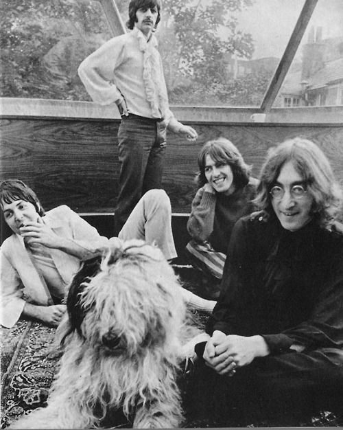 Paul McCartney's dog - Martha - Paul McCartney, Dog, Longpost